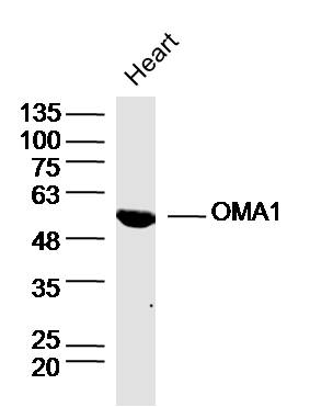 Rat heart lysates probed with OMA1 Polyclonal Antibody, Unconjugated (bs-19641R) at 1:300 dilution and 4˚C overnight incubation. Followed by conjugated secondary antibody incubation at 1:10000 for 60 min at 37˚C.