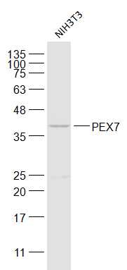 NIH3T3 lysates probed with PEX7 Polyclonal Antibody, Unconjugated (bs-19913R) at 1:300 dilution and 4˚C overnight incubation. Followed by conjugated secondary antibody incubation at 1:10000 for 60 min at 37˚C.