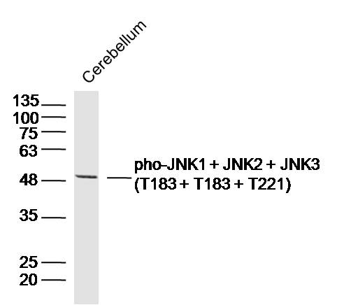 Mouse cerebellum lysates probed with JNK1 + JNK2 + JNK3 (T183 + T183 + T221) Polyclonal Antibody, Unconjugated (bs-4163R) at 1:300 dilution and 4˚C overnight incubation. Followed by conjugated secondary antibody incubation at 1:10000 for 60 min at 37˚C.