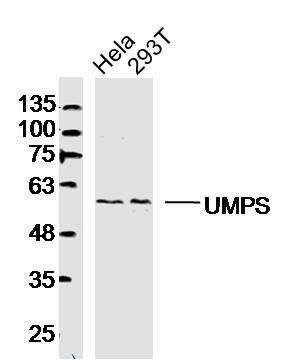 Lane 1: HeLa lysates; Lane 2: 293T lysates probed with UMPS Polyclonal Antibody, Unconjugated (bs-8110R) at 1:300 dilution and 4˚C overnight incubation. Followed by conjugated secondary antibody incubation at 1:10000 for 60 min at 37˚C.