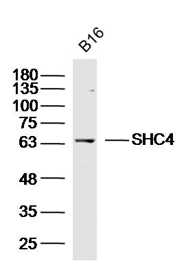 B16 lysates probed with SHC4 Polyclonal Antibody, Unconjugated (bs-8700R) at 1:300 dilution and 4˚C overnight incubation. Followed by conjugated secondary antibody incubation at 1:10000 for 60 min at 37˚C.