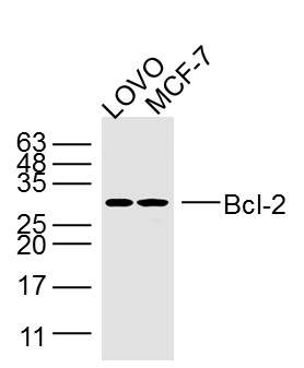 Lane 1: LOVO lysates; Lane 2: MCF7 lysates probed with Bcl-2 Polyclonal Antibody, Unconjugated (bs-33047M) at 1:300 dilution and 4˚C overnight incubation. Followed by conjugated secondary antibody incubation at 1:10000 for 60 min at 37˚C.