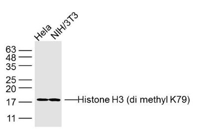 Lane 1: Hela lysates; Lane 2: NIH3T3 lysates probed with Histone H3 (di methyl K79) Polyclonal Antibody, Unconjugated (bs-33093M) at 1:300 dilution and 4˚C overnight incubation. Followed by conjugated secondary antibody incubation at 1:10000 for 60 min at 37˚C. Lane 1: Hela lysates; Lane 2: NIH3T3 lysates probed with Histone H3 (di methyl K79) Polyclonal Antibody, Unconjugated (bs-33093M) at 1:300 dilution and 4˚C overnight incubation. Followed by conjugated secondary antibody incubation at 1:10000 for 60 min at 37˚C.