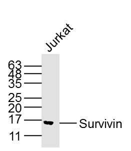 Jurkat lysates probed with Survivin Polyclonal Antibody, Unconjugated (bs-33195M) at 1:300 dilution and 4˚C overnight incubation. Followed by conjugated secondary antibody incubation at 1:10000 for 60 min at 37˚C.
