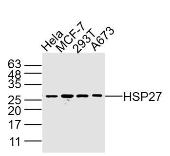 Lane 1: Hela; Lane 2: MCF7; Lane 3: 293T; Lane 4: A673 lysates probed with HSP27 Polyclonal Antibody, Unconjugated (bs-33203M) at 1:300 dilution and 4˚C overnight incubation. Followed by conjugated secondary antibody incubation at 1:10000 for 60 min at 37˚C.