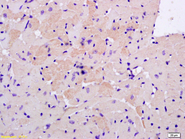 Formalin-fixed and paraffin embedded mouse heart labeled with Anti-S100A13 Polyclonal Antibody, Unconjugated (bs-2539R) at 1:200 followed by conjugation to the secondary antibody and DAB staining.