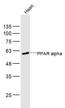 Mouse heart lysates probed with PPAR alpha Polyclonal Antibody, Unconjugated (bs-23398R) at 1:300 dilution and 4˚C overnight incubation. Followed by conjugated secondary antibody incubation at 1:10000 for 60 min at 37˚C.