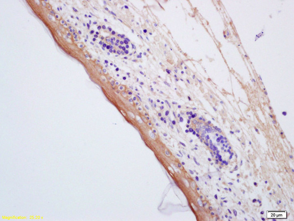 Formalin-fixed and paraffin embedded mouse embryo labeled with Anti-AQP7 Polyclonal Antibody, Unconjugated (bs-2506R) at 1:200, followed by conjugation to the secondary antibody and DAB staining
