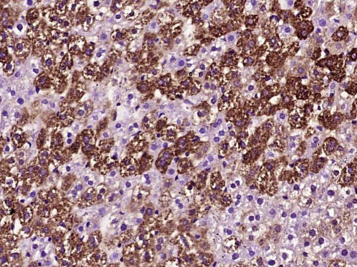 Paraformaldehyde-fixed, paraffin embedded Rat liver; Antigen retrieval by boiling in sodium citrate buffer (pH6.0) for 15min; Block endogenous peroxidase by 3% hydrogen peroxide for 20 minutes; Blocking buffer (normal goat serum) at 37°C for 30min; Antibody incubation with Active Caspase 3 Monoclonal Antibody, Unconjugated (bsm-33199M) at 1:400 overnight at 4°C, DAB staining.