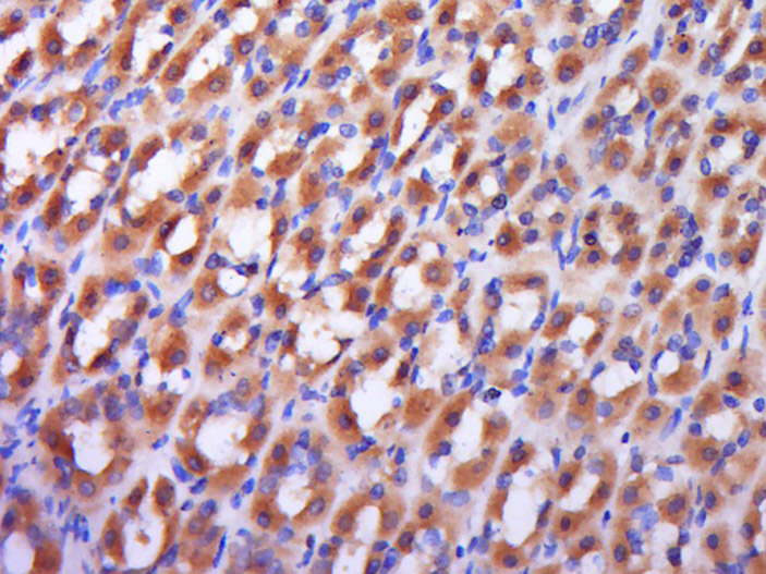 Paraformaldehyde-fixed, paraffin embedded Rat stomach; Antigen retrieval by boiling in sodium citrate buffer (pH6.0) for 15min; Block endogenous peroxidase by 3% hydrogen peroxide for 20 minutes; Blocking buffer normal goat serum at 37°C for 30min; Antibody incubation with RAB9 Polyclonal Antibody, Unconjugated bs-6177R at 1:400 overnight at 4°C, , followed by a conjugated secondary antibody and DAB staining.