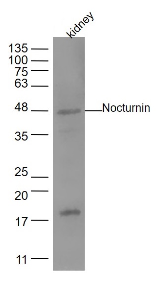 Mouse kidney lysates; probed with Nocturnin Polyclonal Antibody, unconjugated (bs-11444R) at 1:1000 overnight at 4°C followed by a conjugated secondary antibody for 60 minutes at 37°C.