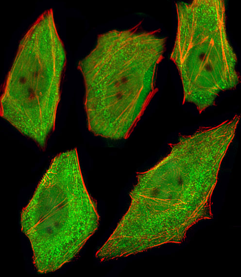 Fluorescent image of U251 cells stained with VCP (4C4) Antibody (bsm-51420M) at 1:25 dilution. Alexa Fluor 488-conjugated goat anti-mouse lgG at 1:400 dilution was used as the secondary antibody (green). Cytoplasmic actin was counterstained with Alexa Fluor® 555 conjugated with Phalloidin (red).