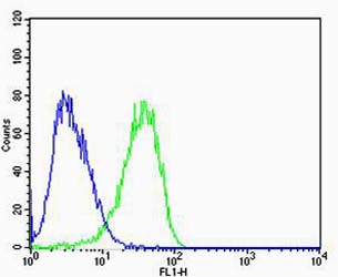 Flow cytometric analysis of U-87 MG cells using bsm-51429M CAPN2 Antibody (green) compared to mouse IgG2b isotype control (blue). bsm-51429M was diluted at 1:100 dilution. Alexa Fluor® 488 goat anti-mouse lgG at 1:400 dilution was used as the secondary antibody.