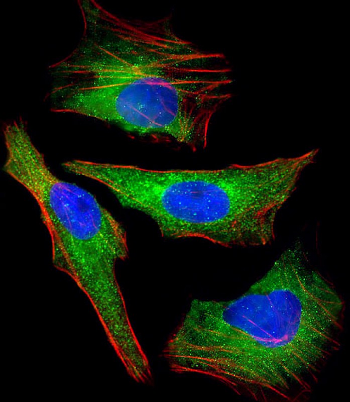 Immunofluorescent analysis of 4% paraformaldehyde-fixed, 0. 1% Triton X-100 permeabilized HeLa cells labeled with AKT2 (16C6) Monoclonal Antibody at 1:25 dilution, followed by goat anti-mouse IgG secondary antibody (green). Immunofluorescence image showing cytoplasm staining on HeLa cell line. Cytoplasmic actin is detected with Dylight® 554 Phalloidin at 1/100 dilution (red). Nuclear counter stain is DAPI (blue).