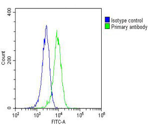 Hela cells probed with using RAB20 (4C4) Monoclonal Antibody bsm-51377M at 1:25 for 60 minutes followed by A488 secondary antibody (green) at 1:200 compared to an isotype control of mouse IgG2a (blue).