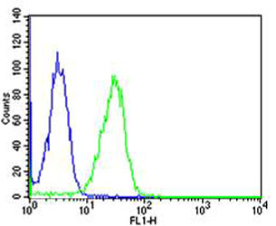Hela cells probed with using CAPN1 (6C5) Monoclonal Antibody bsm-51419M at 1:25 for 60 minutes followed by A488 secondary antibody at 1:400 (green), compared to an isotype control of mouse IgG1 (blue).