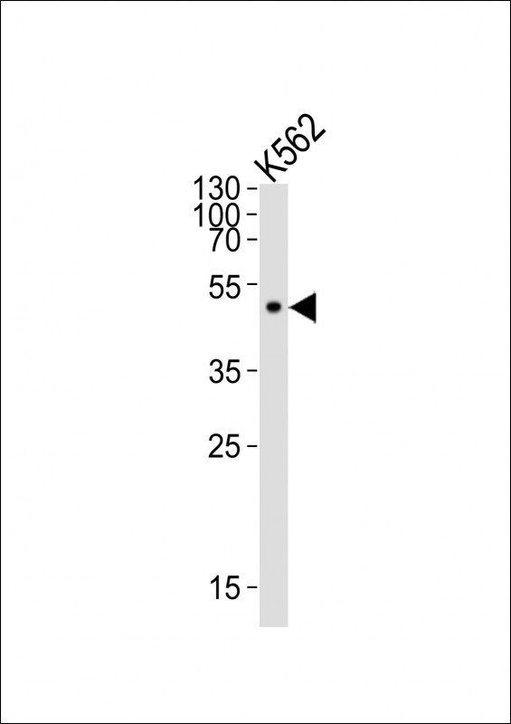 K562 lysates probed with ATG4A (14C9) Monoclonal Antibody, Unconjugated (bsm-51292M) at 1:300 overnight at 4˚C. Followed by a conjugated secondary antibody (bs-0295G-HRP) at 1:5000 for 90 min at 37˚C.