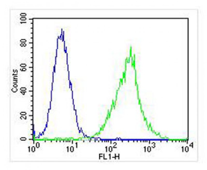 Jurkat cells probed with using Zap70 (4C2) Monoclonal Antibody, bsm-51298M at 1:25 for 60 minutes at 37ºC followed by secondary antibody at 1:400 (green) compared to an isotype control of mouse IgG2a (blue).