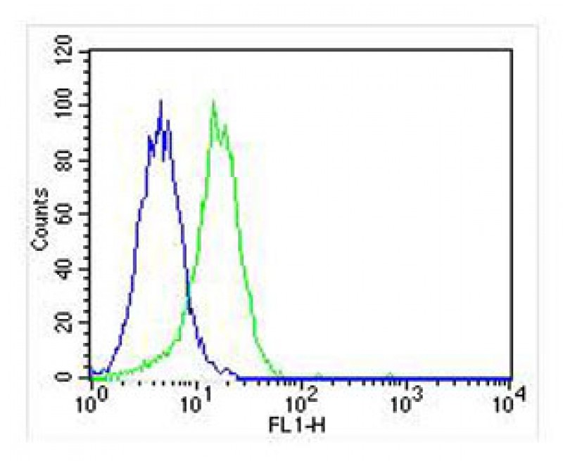 U-87MG cells probed with using CSF1R (6C7) Monoclonal Antibody bsm-51303M at 1:25 for 60 minutes at 37ºC followed by secondary antibody at 1:400 (green) compared to an isotype control of mouse IgG1 (blue).