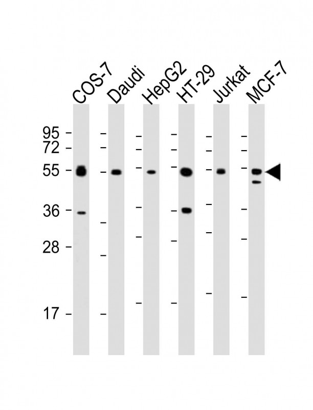 Lane 1: COS-7; Lane 2: Daudi; Lane 3: HepG2; Lane 4: HT-29; Lane 5: Jurkat; Lane 6: MCF-7; probed with IRF3 (2C4) Polyclonal Antibody, unconjugated (bsm-51312M) at 1:2000 overnight at 4°C followed by a conjugated secondary antibody for 60 minutes at 37°C.