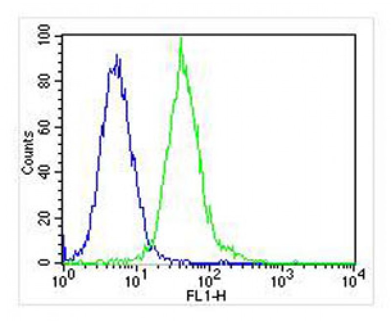 Jurkat cells probed with using LCK (6C6) Monoclonal Antibody bsm-51313M at 1:25 for 60 minutes at 37ºC followed by secondary antibody (green) at 1:400 compared to an isotype control of mouse IgG (blue).