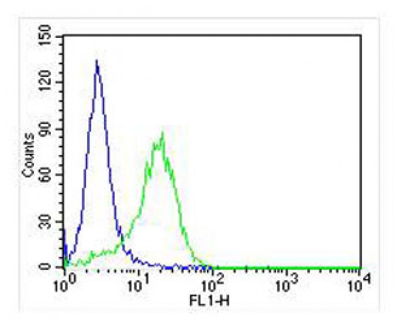 PC-12 cells probed with using RAB3A (5B7) Monoclonal Antibody, bsm-51311M at 1:25 for 60 minutes at 37ºC followed by secondary antibody at 1:400 (green) compared to an isotype control of mouse IgG (blue).