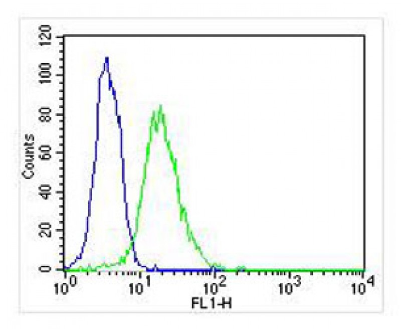 Hela cells probed with using DENR (2C9) Monoclonal Antibody bsm-51318M at 1:25 for 60 minutes at 37ºC followed by secondary antibody at 1:400 (green), compared to an isotype control of mouse IgG2b (blue).