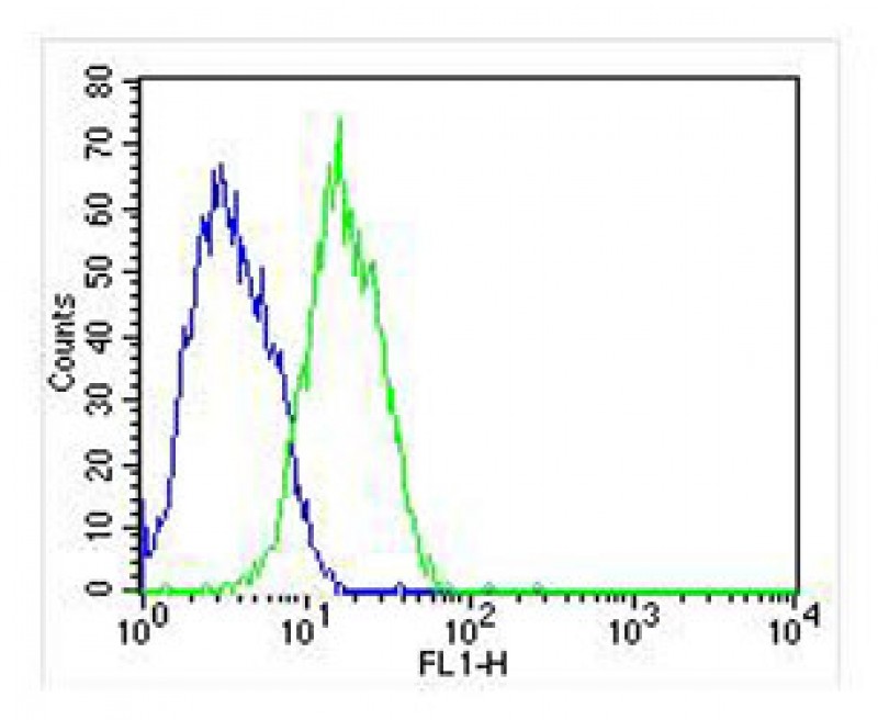 HepG2 cells probed with using RAB3B (7F5) Monoclonal Antibody (green) unconjugated bsm-51316M at 1:25 for 60 minutes at 37ºC followed by secondary antibody at 1:400 compared to an isotype control of mouse IgG (blue). HepG2 cells probed with using RAB3B (7F5) Monoclonal Antibody (green) unconjugated bsm-51316M at 1:25 for 60 minutes at 37ºC followed by secondary antibody at 1:400 compared to an isotype control of mouse IgG (blue).