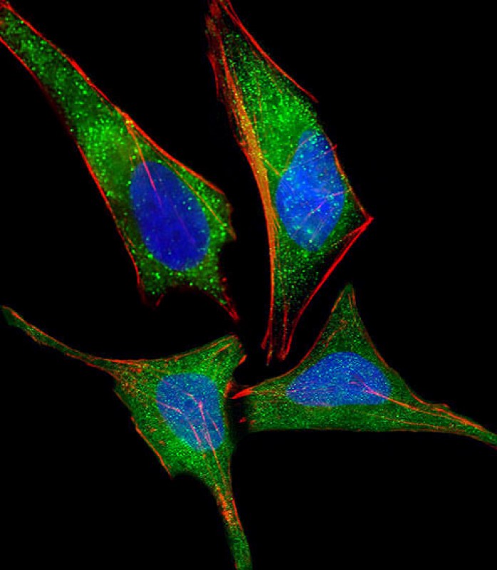 Paraformaldehyde-fixed, 0.1% Triton X-100 permeabilized HeLa cells; Antibody incubation with NMI (8C9) Monoclonal Antibody, Unconjugated (bsm-51329M) at 1:25 overnight at 4°C, followed by a conjugated secondary (green). Cytoplasmic actin is detected with Dylight® 554 Phalloidin at 1:100 dilution (red). The nuclear counter stain is DAPI (blue).