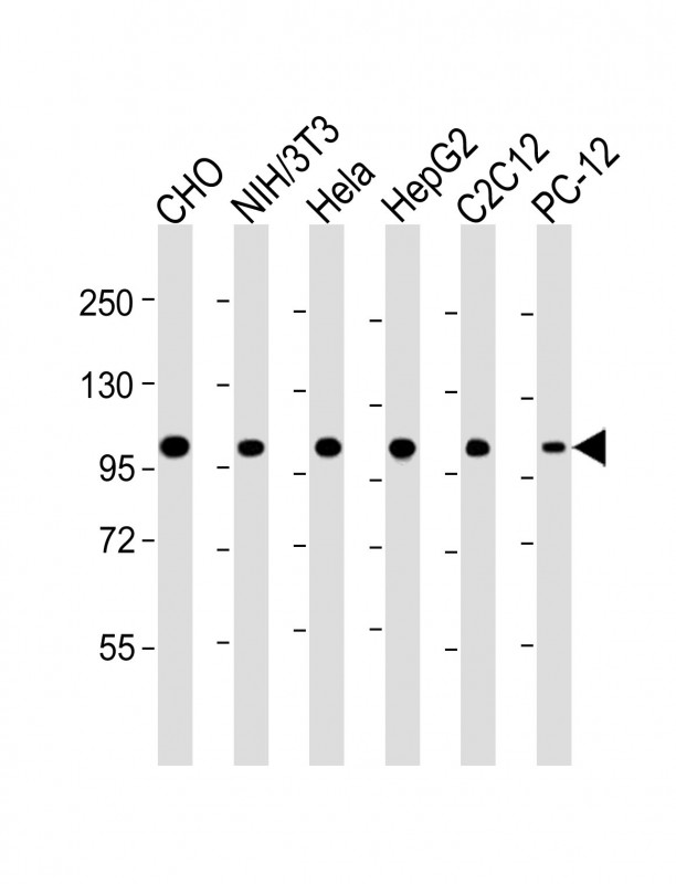 Lane 1: CHO; Lane 2: NIH/3T3; Lane 3: Hela; Lane 4: HepG2; Lane 5: C2C12; Lane 6: PC-12 cell lysates; probed with MCM3 (3C3) Polyclonal Antibody, unconjugated (bsm-51337M) at 1:4000 overnight at 4°C followed by a conjugated secondary antibody for 60 minutes at 37°C.