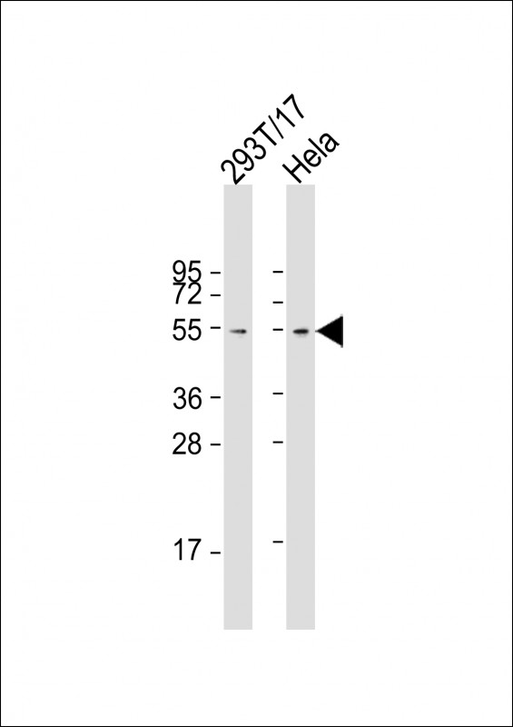 Lane 1: 293T/17; Lane 2: Hela cell lysates probed with FZR (1C7) Polyclonal Antibody, unconjugated (bsm-51337M) at 1:2000 overnight at 4°C followed by a conjugated secondary antibody for 60 minutes at 37°C.