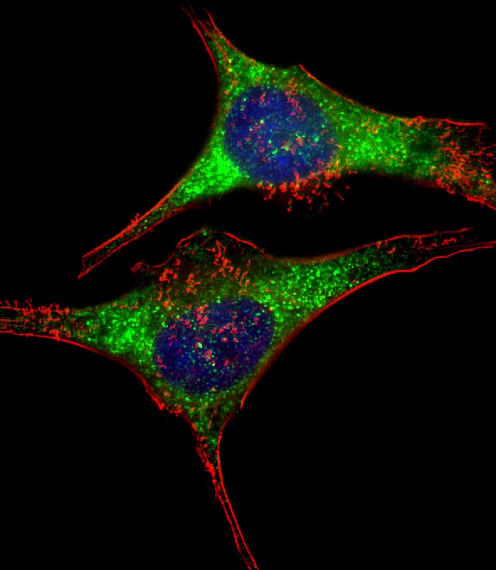 Paraformaldehyde-fixed, 0.1% Triton X-100 permeabilized HeLa cells; antibody incubation with GARS (1C6) Monoclonal Antibody, Unconjugated (bsm-51350M) at 1:25 overnight at 4°C, followed by a conjugated secondary (green). Cytoplasmic actin is detected with Dylight® 554 Phalloidin at 1:100 dilution (red). The nuclear counter stain is DAPI (blue).