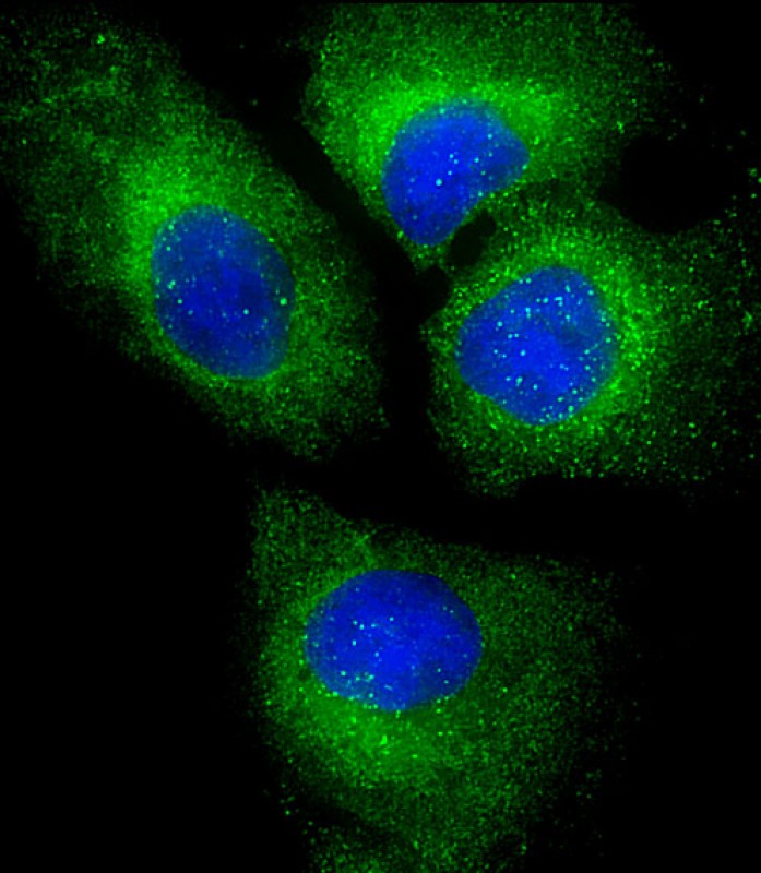 Paraformaldehyde-fixed, 0.1% Triton X-100 permeabilized U-2 OS cells; Antibody incubation with PLIN3 (1C4) Monoclonal Antibody, Unconjugated (bsm-51361M) at 1:25 overnight at 4°C, followed by a conjugated secondary (green). The nuclear counter stain is DAPI (blue).