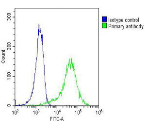 A431 cells probed with using MYO18B (3C5) Monoclonal Antibody (green) unconjugated bsm-51376M at 1:25 for 60 minutes at 37ºC followed by secondary antibody at 1:200 compared to an isotype control of mouse IgG2b (blue).