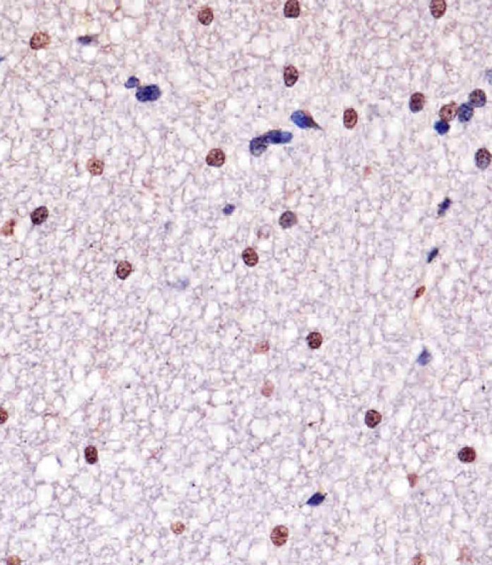 Paraformaldehyde-fixed, paraffin embedded Monkey brain tissue; Blocked with 3% BSA for 30min at RT; Antigen retrieval via heat mediation with a citrate buffer (pH6); Antibody incubation with YY1 (3C6) Monoclonal Antibody, Unconjugated (bsm-51412M) at 1:25 for 1hr at 37°C, followed by a conjugated secondary antibody and DAB staining.