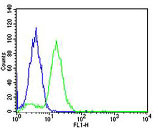 Hela cells probed with using BCL10 (5C2) Monoclonal Antibody (green) unconjugated bsm-51398M at 1:25 for 60 minutes at 37ºC followed by secondary antibody at 1:400 compared to an isotype control of mouse IgG (blue).
