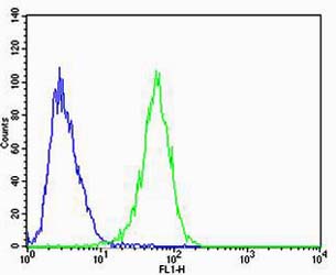 A549 cells probed with using CAPN6 (5C5) Monoclonal Antibody bsm-51290M at 1:25 for 60 minutes at 37ºC followed by secondary antibody at 1:400 (green), compared to an isotype control of mouse IgG1 (blue).