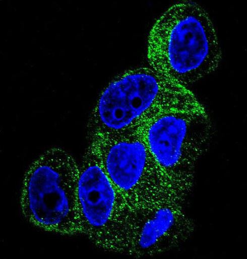 HepG2 cells stained with TBB5 (7D3) Monoclonal Antibody (bsm-51387M) at 1:25 dilution, followed by Alexa Fluor 488-conjugated secondary antibody (green), nuclear staining (blue).