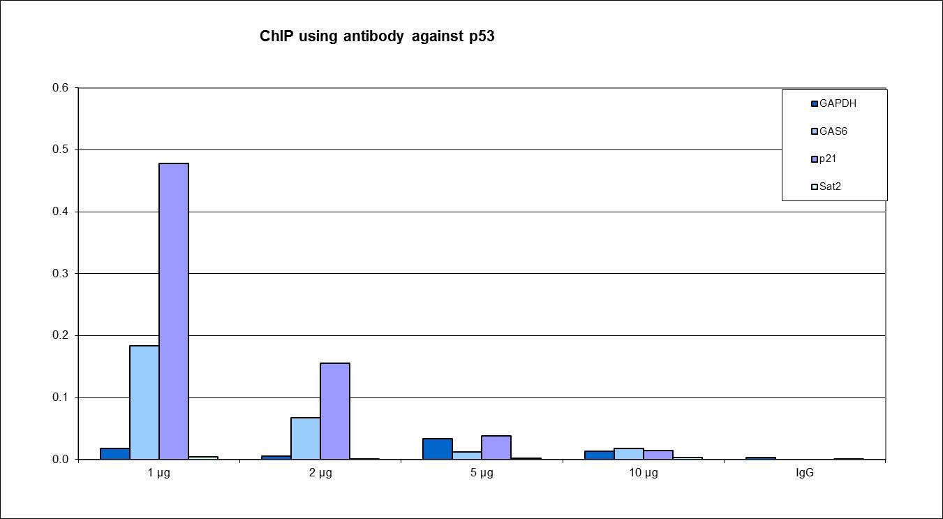 ChIP assays were performed using human U2OS cells, treated with camptothecin, p53 Polyclonal Antibody (bs-53127R) and optimized PCR primer sets for QPCR. ChIP was performed on sheared chromatin from 4 million cells. A titration of the antibody consisting of 1, 2, 5, and 10 μg per ChIP experiment was analysed. IgG (2 μg/IP) was used as negative IP control. QPCR was performed with primers for the p21 and GAS6 genes used as positive controls, and for GAPDH gene and the Sat2 satellite repeat, used as negative controls. Figure shows the recovery, expressed as a % of input (the relative amount of immunoprecipitated DNA compared to input DNA after qPCR analysis).