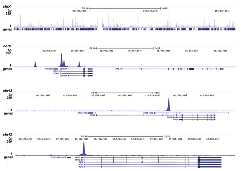 ChIP was performed on sheared chromatin from 4 million U2OS cells using 1 μg of the p53 Polyclonal Antibody (bs-53127R). The IP’d DNA was subsequently analysed on an Illumina HiSeq. Library preparation, cluster generation and sequencing were performed according to the manufacturer’s instructions. The 51 bp tags were aligned to the human genome using the BWA algorithm. The peak distribution along the X-chromosome and in 3 genomic regions of chromosome 6, 13 and 12, surrounding p21 (CDKN1A), GAS6 and MDM2, 3 known targets genes of p53.