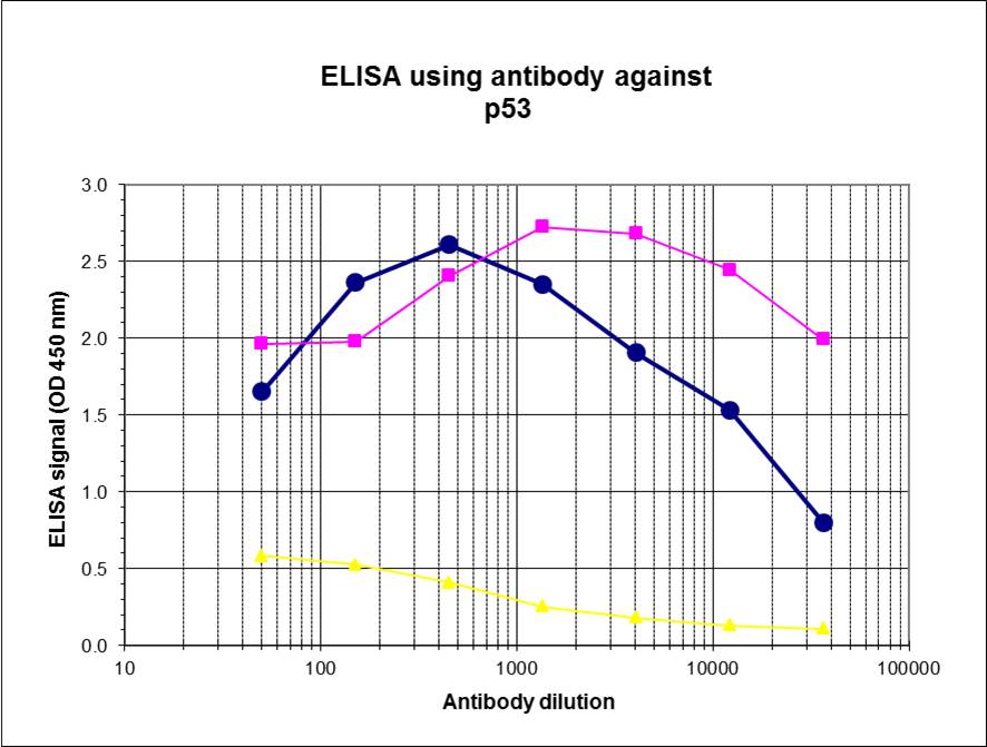 To determine the titer of the antibody, an ELISA was performed using a serial dilution of p53 Polyclonal Antibody (bs-53127R), crude serum and flow through in antigen coated wells. By plotting the absorbance against the antibody dilution, the titer of the antibody was estimated to be 1:308,000. Crude serum (blue), purified antibody (pink), flow through (yellow).