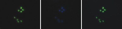 HeLa cells were stained with the H4K5ac Polyclonal Antibody (bs-53099R) and with DAPI. Cells were fixed with 4% formaldehyde for 10’ and blocked with PBS/TX-100 containing 5% normal goat serum and 1% BSA. The cells were immunofluorescently labeled with the H4K5ac antibody (left) diluted 1:500 in blocking solution followed by an anti-rabbit antibody conjugated to Alexa488. The middle panel shows staining of the nuclei with DAPI. A merge of the two staining is shown on the right.