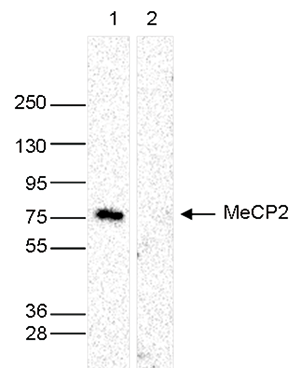 Whole cell extracts (40 μg) from HeLa cells transfected with MeCP2 siRNA (lane 2) and from an untransfected control (lane 1) were analysed by Western blot using the Bioss antibody against MeCP2 (Cat. No. bs-53112R) diluted 1:1,000 in TBS-Tween containing 5% skimmed milk. The position of the protein of interest is indicated on the right; the marker (in kDa) is shown on the left.
