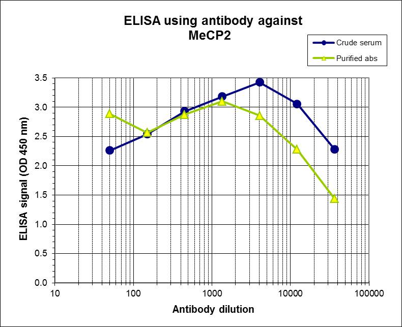 To determine the titer of the antibody, an ELISA was performed using a serial dilution of the Bioss antibody directed against MeCP2 (Cat. No. bs-53112R) and the crude serum. The plates were coated with the peptide used for immunization of the rabbit. By plotting the absorbance against the antibody dilution, the titer of the purified antibody was estimated to be: 1:32,900.