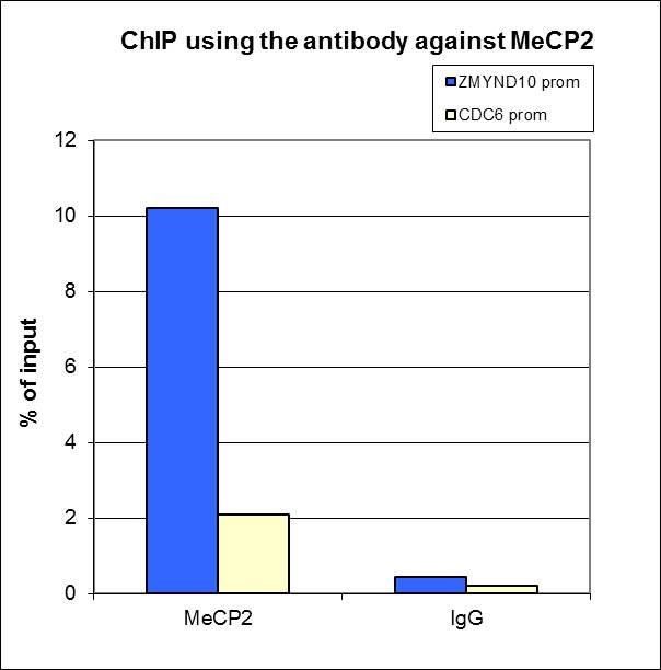 ChIP assays were performed using human osteosarcoma (U2OS) cells, MeCP2 Polyclonal Antibody (Cat. No. bs-53112R) and optimized PCR primer sets. Sheared chromatin from 1x10e6 cells and 5 μg of antibody were used per ChIP experiment. IgG (1 μg/IP) was used as a negative IP control. Quantitative PCR was performed with primers for the promoters of the ZMYND10 gene (used as a positive control) and CDC6 gene (used as a negative control). Figure shows the recovery, expressed as a % of input (the relative amount of immunoprecipitated DNA compared to input DNA after qPCR analysis).