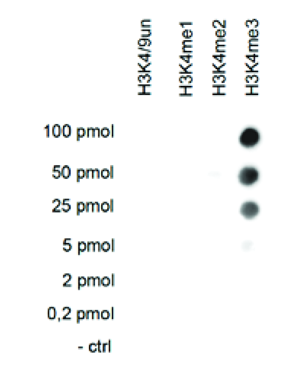 A dot blot analysis was performed to test the cross reactivity of the H3K4me3 antibody (bs-53028R) with peptides containing other H3K4 methylations and the unmodified sequence. One hundred to 0.2 pmol of the respective peptides were spotted on a membrane. The antibody was used at a dilution of 1:20,000. The figure shows a high specificity of the antibody for the modification of interest.