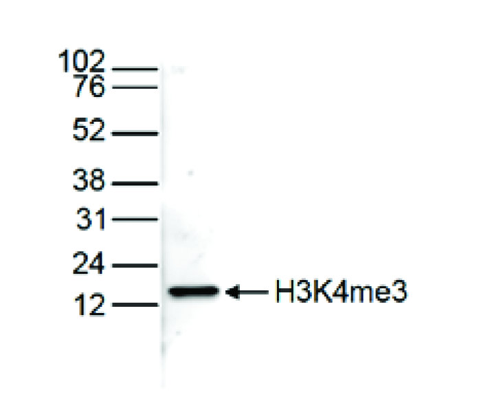 Histone extracts of HeLa cells (15 μg) were analysed by Western blot using the H3K4me3 antibody (bs-53028R) diluted 1:1,000 in TBS-Tween containing 5% skimmed milk. The position of the protein of interest is indicated on the right; the marker (in kDa) is shown on the left.
