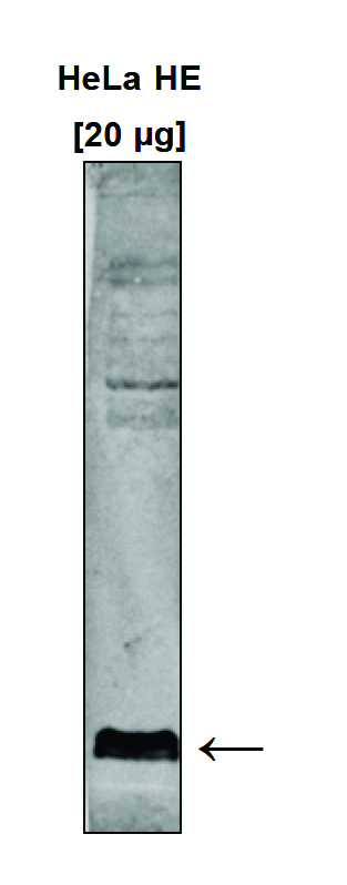 Histone (acid) extracts from HeLa cells (HeLa HE, 20 μg) were analysed by Western blot using the H3K9me3 antibody (bs-53029R) diluted 1:750 in TBS-Tween containing 5% skimmed milk. The location of the protein of interest is indicated on the right.