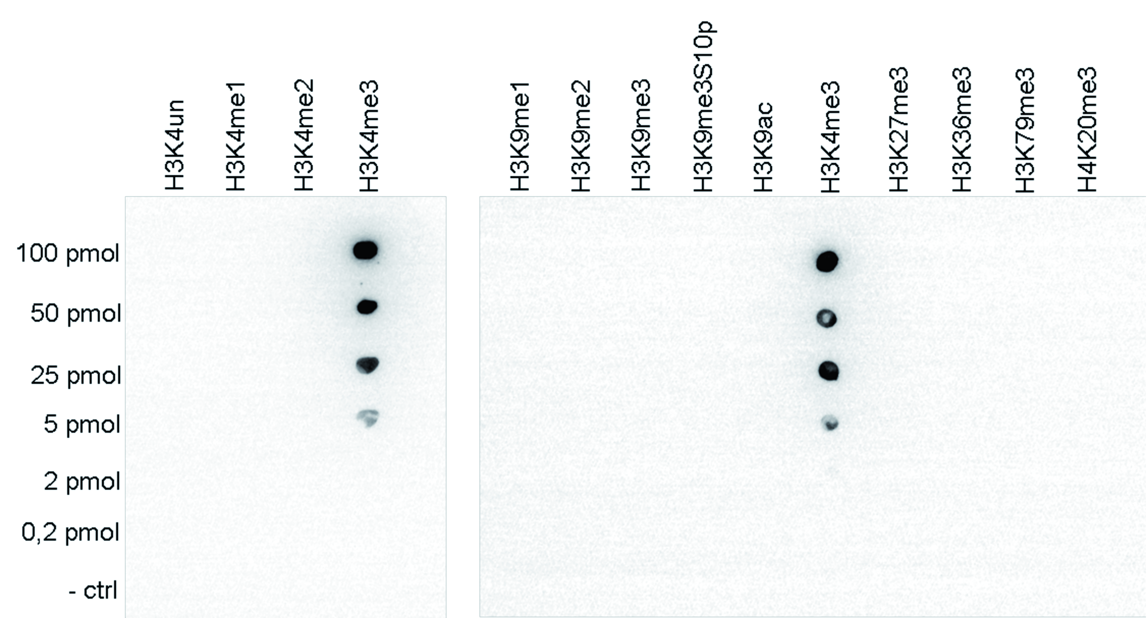 A Dot Blot analysis was performed to test the cross reactivity of H3K4me3 antibody (bs-53034R) with peptides containing other modifications and unmodified sequences of histone H3 and H4. One hundred to 0.2 pmol of the respective peptides were spotted on a membrane. The antibody was used at a dilution of 1:2,000. The figure shows a high specificity of the antibody for the modification of interest.