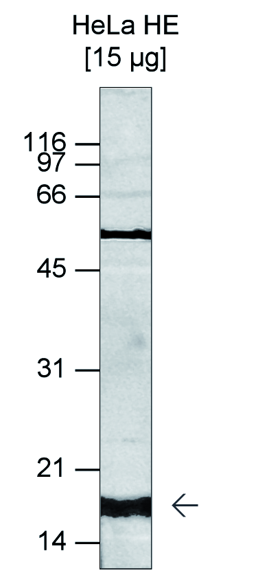 Western blot was performed using histone extracts from HeLa cells (15 μg) and H3K4me3 antibody (bs-53034R) diluted 1:500 in TBS-Tween containing 5% skimmed milk. A molecular weight marker (in kDa) is shown on the left, the position of the protein of interest is shown on the right.